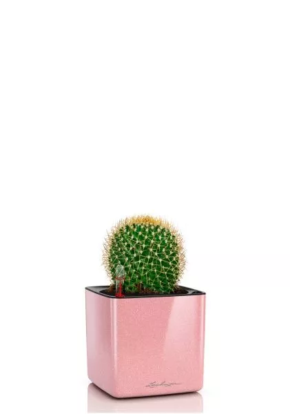 Кактус Маммиллярия Полителе 12/20 см в CUBE GLOSSY KISS 14