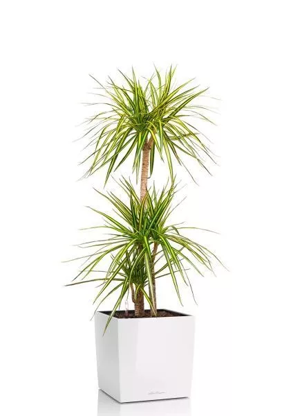 Драцена Маргината Санрей 3 ствола 27/150 см в CUBE 30