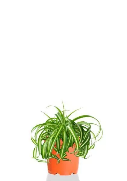 Хлорофитум Бонни 12/25 см