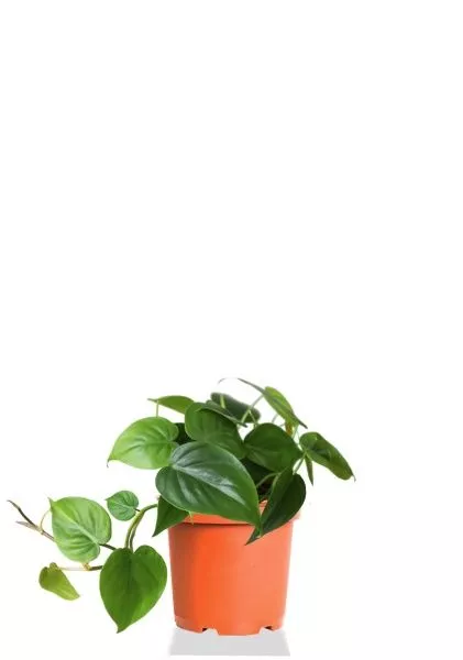 Филодендрон Сканденс 12/20 см