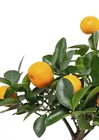 Цитрус Каламондин 12/30 см в PURO 20