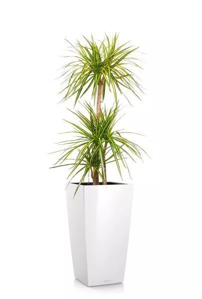 Драцена Маргината Санрей 3 ствола 27/150 см в CUBICO 30