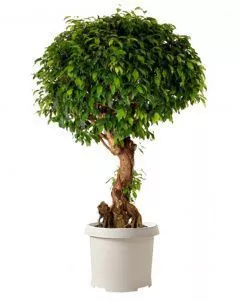 Фикус Колумнар 55/200 см