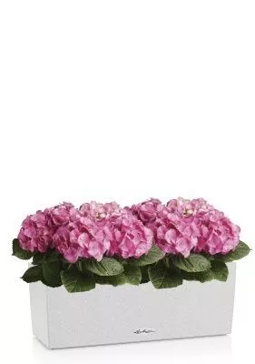 Гортензия Розовая в BALCONERA Stone 50, песочный белый