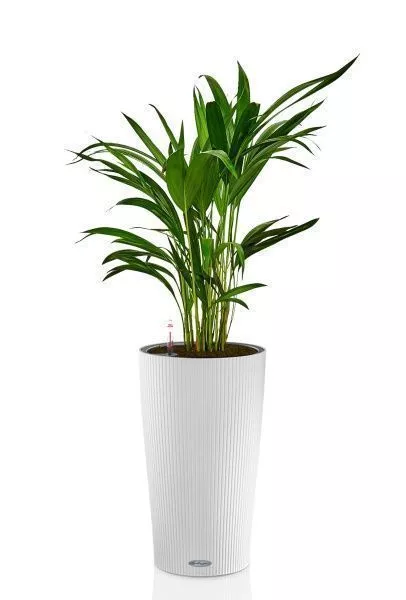 Хризалидокарпус в CILINDRO 23