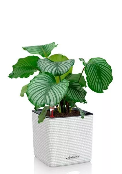 Калатея Орбифолия 12/40 см в CUBE COLOR 14