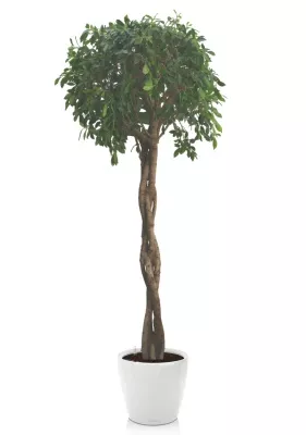 Фикус Нитида переплетенный 42/200 см в CLASSICO LS 50