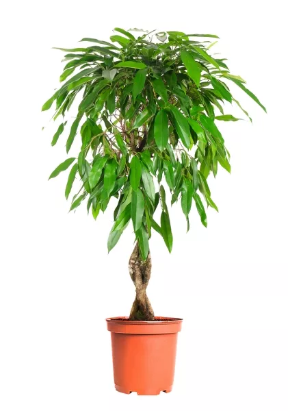 Фикус Биннендийка Амстел Кинг переплетенный 24/100 см