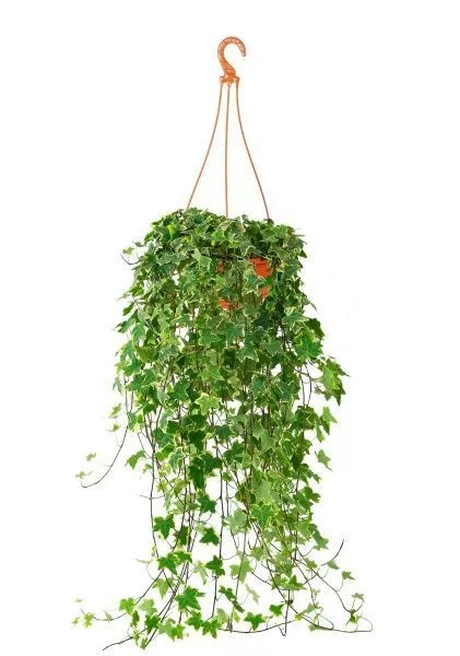 Хедера 17/100 см