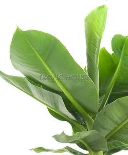 Банан в OJO 40 см