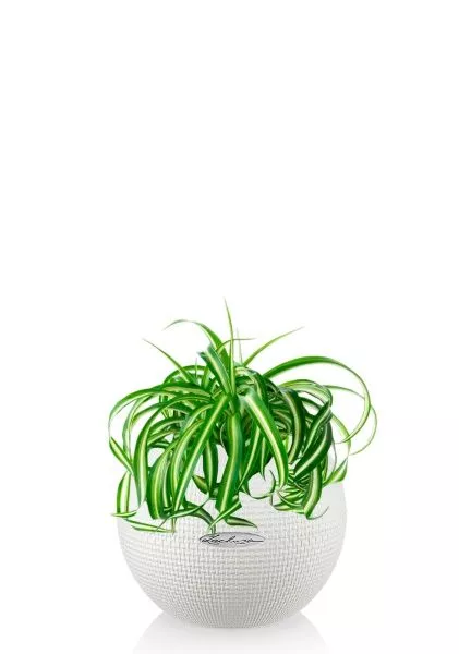 Хлорофитум Бонни 12/25 см в PURO 20