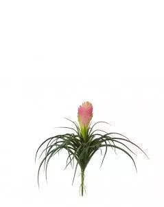 Вриезия цветущая розовая