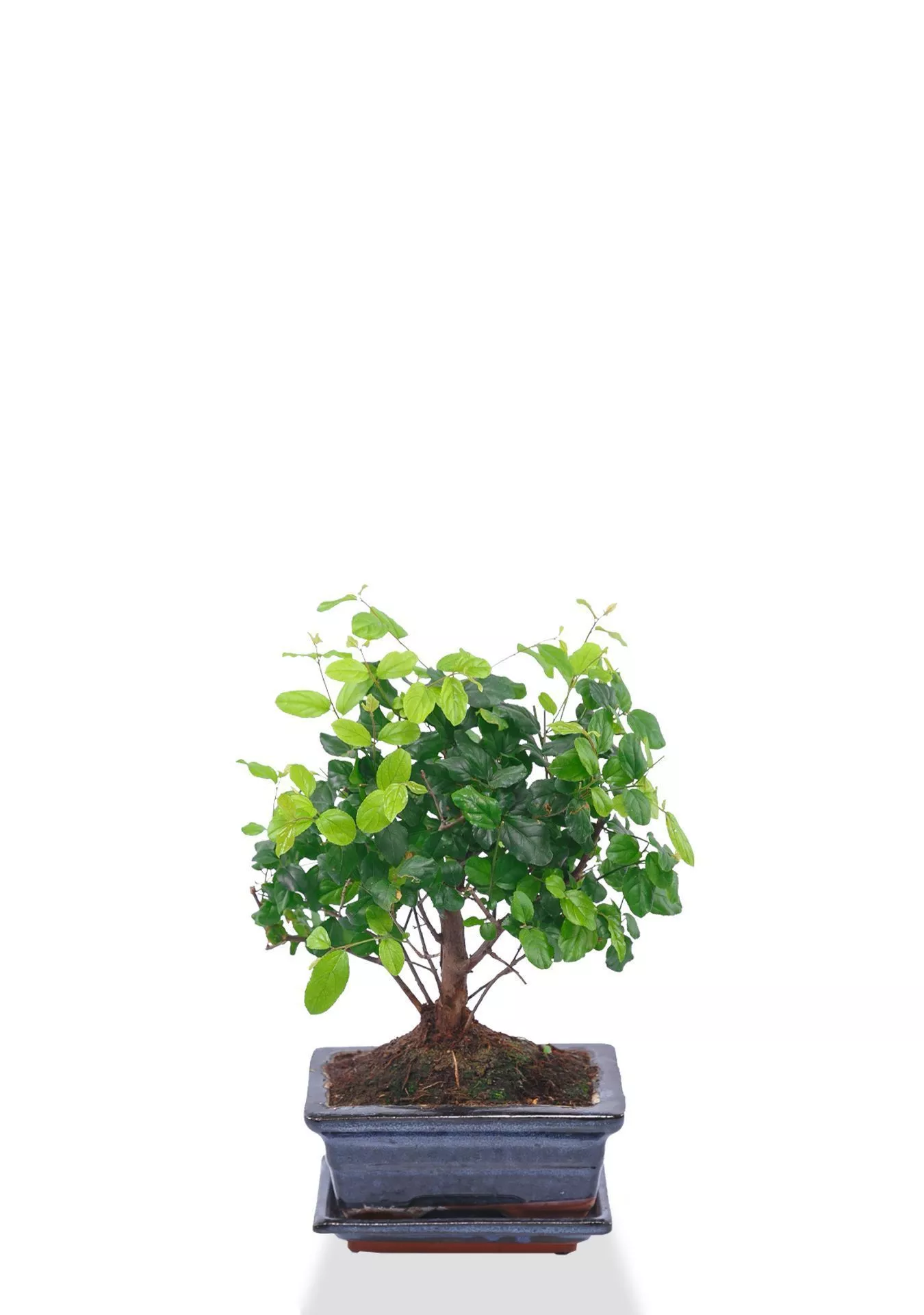 Бонсай микс в керамике 15/25 см