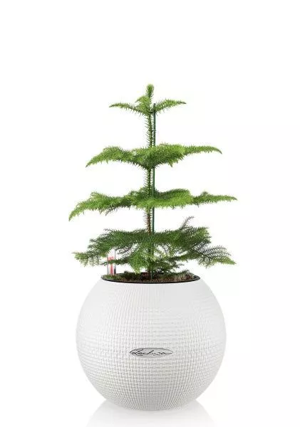 Араукария 1 ствол 10/30 см в PURO 20