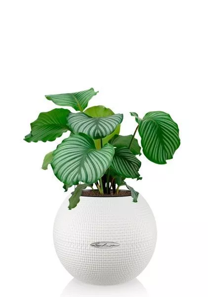 Калатея Орбифолия 12/40 см в PURO 20