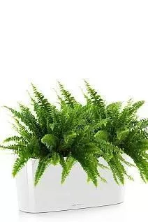 Папоротник DELTA 20 /40 см, белый блестящий