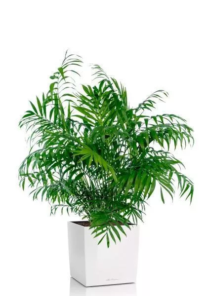 Хамедорея Элеганс 20/100 см в CUBE 30