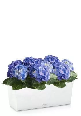 Гортензия Голубая в BALCONERA 50, белый