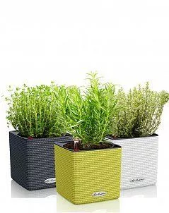 Набор "Пряные травы" в CUBE 14