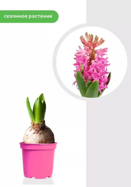 Гиацинт цветной микс 7 см, 1 луковица