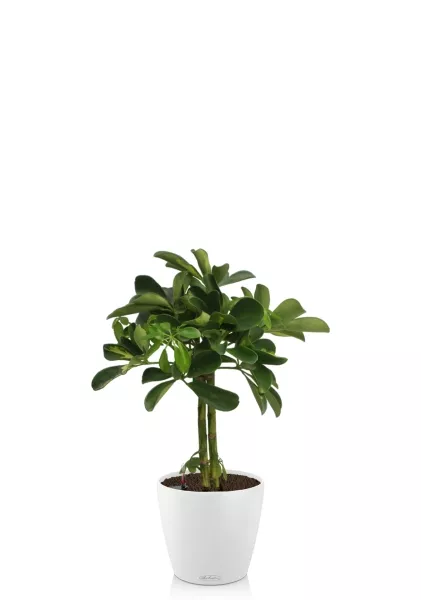 ШеффШеффлера Голд Капелла штамб 12/40 см в CLASSICO COLOR 18