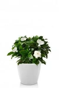 Гардения Жасминовидная CLASSICO LS 21/30 см, Белый блестящий