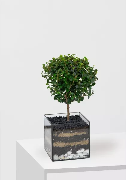 Флорариум с Мирсиной 25 см в кубе