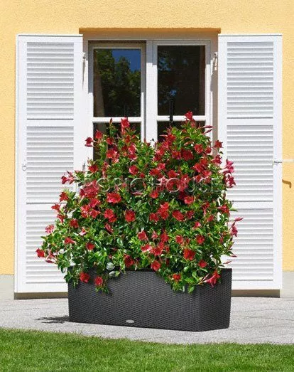 Решетки с изгибом для кашпо TRIO 30