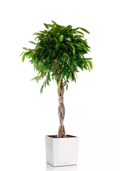 Фикус Амстел Кинг переплетенный 30/140 см в CUBE 40