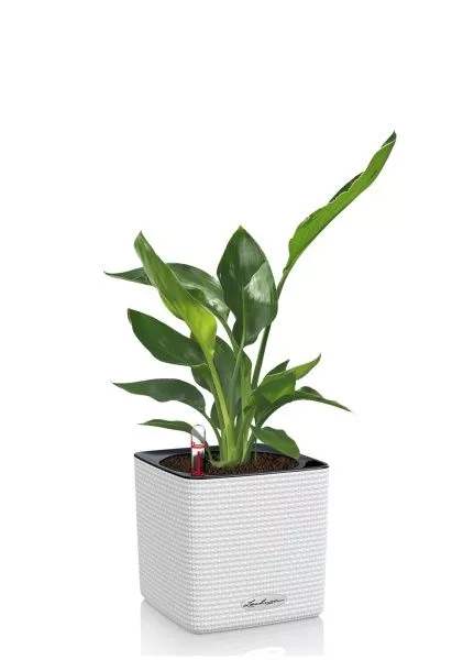 Стрелиция Регина в CUBE COLOR 14