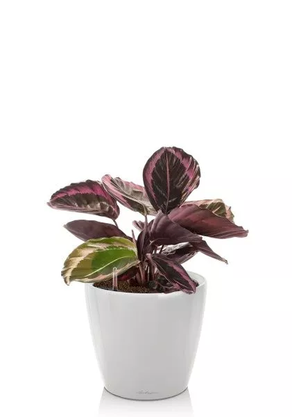 Калатея Розеопикта 15/40 см в CLASSICO LS 21