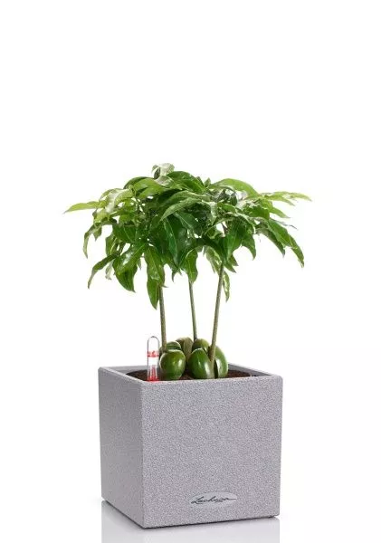 Кастаноспермум в CANTO STONE 14