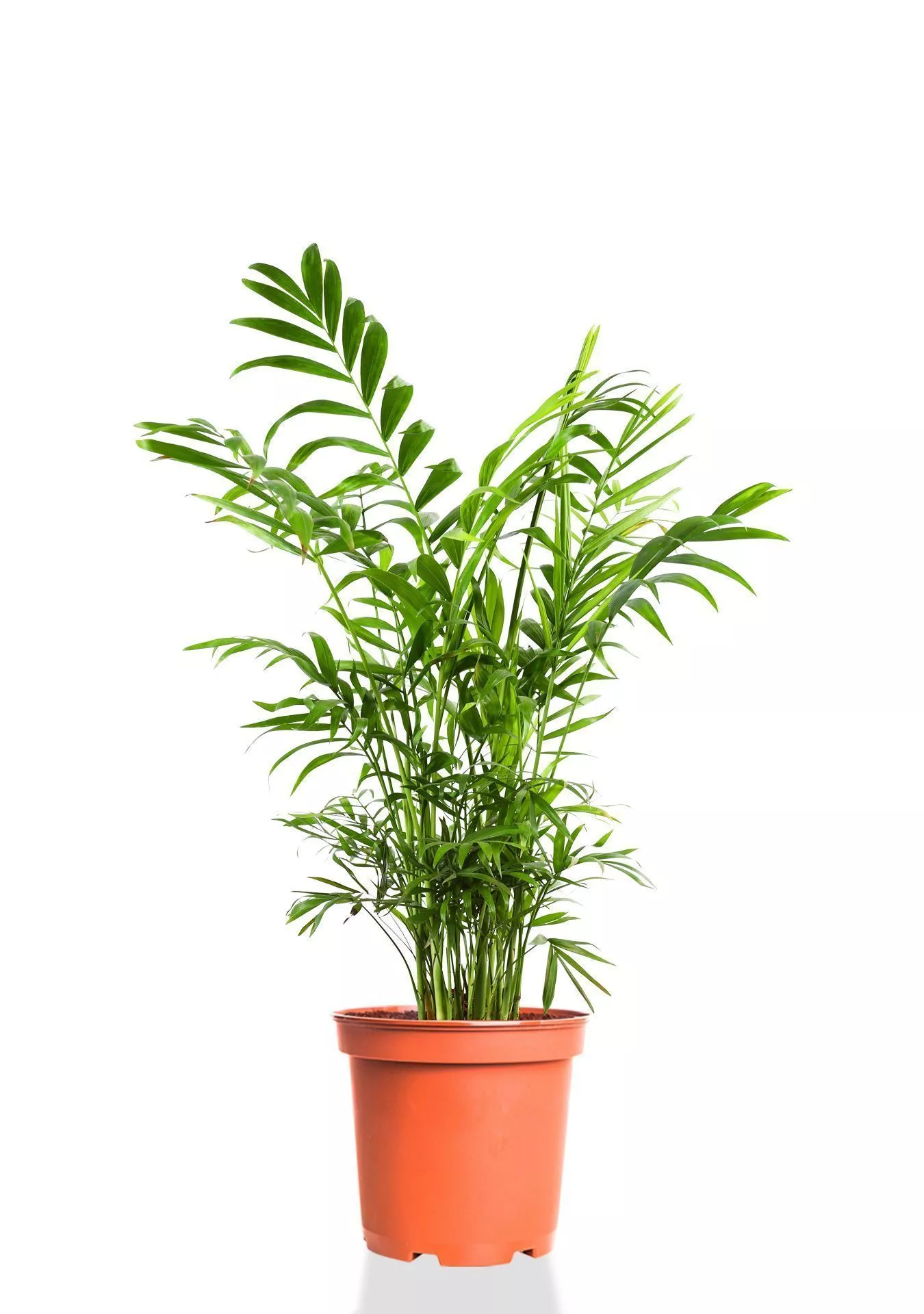 Хамедорея Элеганс 12/45 см