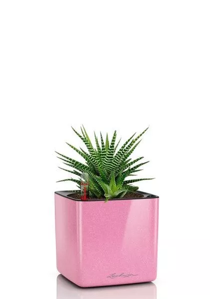 Хавортия микс 10 см в CUBE GLOSSY KISS 14