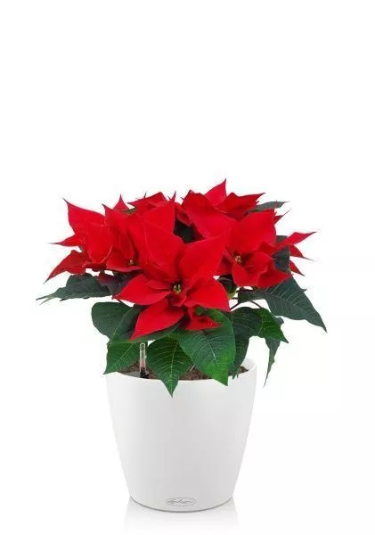 Пуансеттия 12/40 см в CLASSICO 18