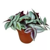 Традесканция Зебрина d12 см