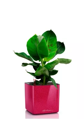 Банан 12/30 в CUBE GLOSSY KISS 14, вишнево розовый блестящий