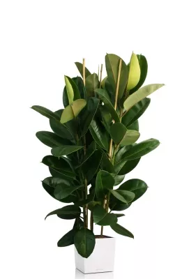 Фикус Эластика Робуста 3 ствола 35/160 см в CUBE 40