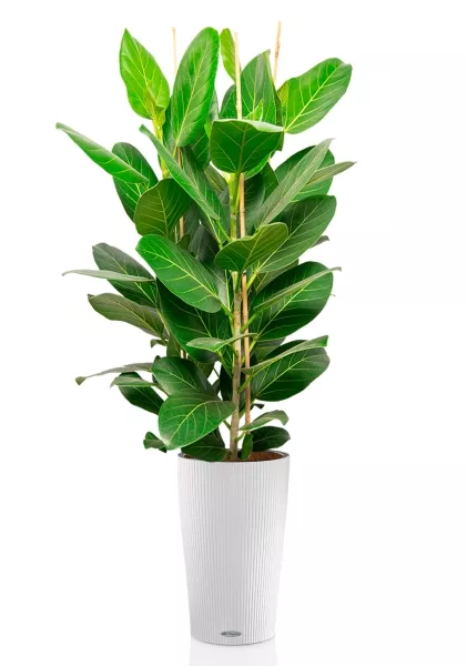 Фикус Бенгальский Андрей 3 ствола 27/120 см в  CILINDRO COLOR 32