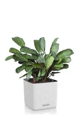 Ктенанта Амагрис в CUBE COLOR 14, белый