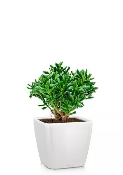 Крассула Хоббит 17/35 см в QUADRO LS 21