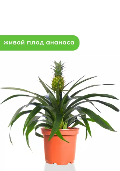 Ананас 12/40 см