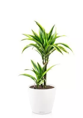 Драцена Лемон Лайм 2 ствола 17/65 см в CLASSICO COLOR 21, белый