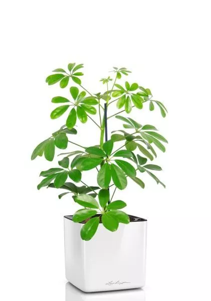 Шеффлера Нора 12/40 см в CUBE GLOSSY 14