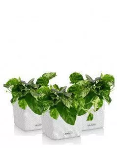 Набор сциндапсусов CUBE COLOR 14