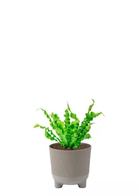 Асплениум Криспи Вейв 12/30 см в ARIA 14 jumper