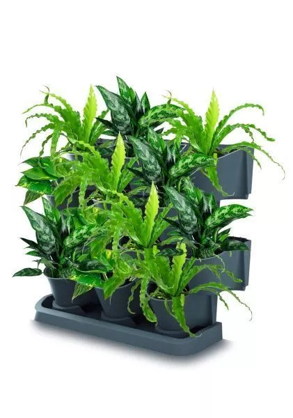 Набор растений "Зеленая стена 2"