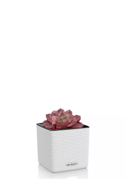 Эхеверия Меджик Парел 12/16 см в CUBE COLOR 14