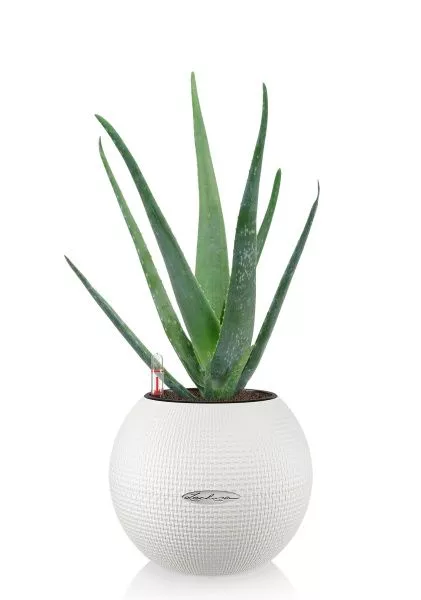 Алоэ Вера в PURO 20