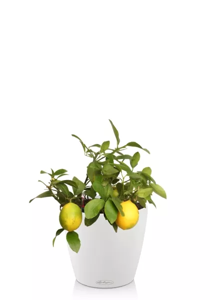 Цитрофортунелла Лимон 15/40 см в CLASSICO Color 21